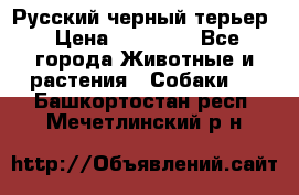 Русский черный терьер › Цена ­ 35 000 - Все города Животные и растения » Собаки   . Башкортостан респ.,Мечетлинский р-н